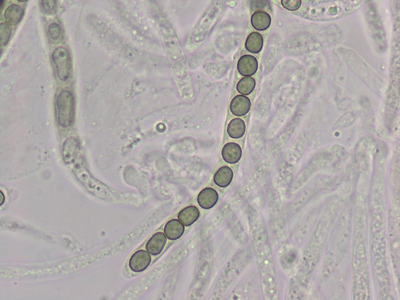 macrostoma