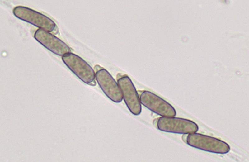 macrostoma