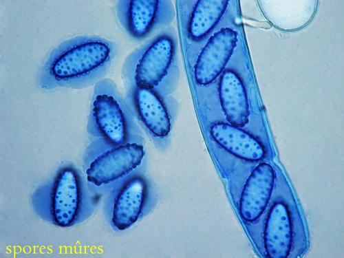 macrostoma