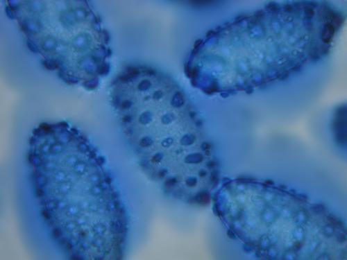macrostoma