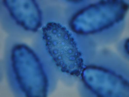 macrostoma