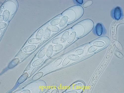 macrostoma