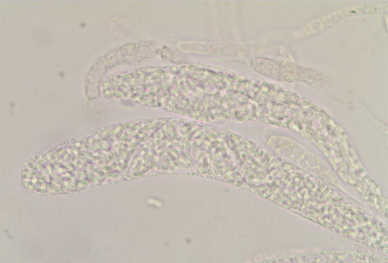macrostoma