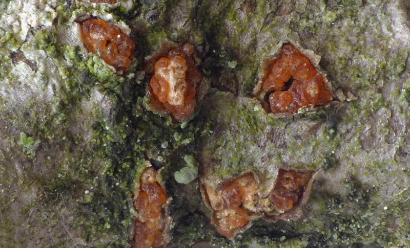 macrostoma