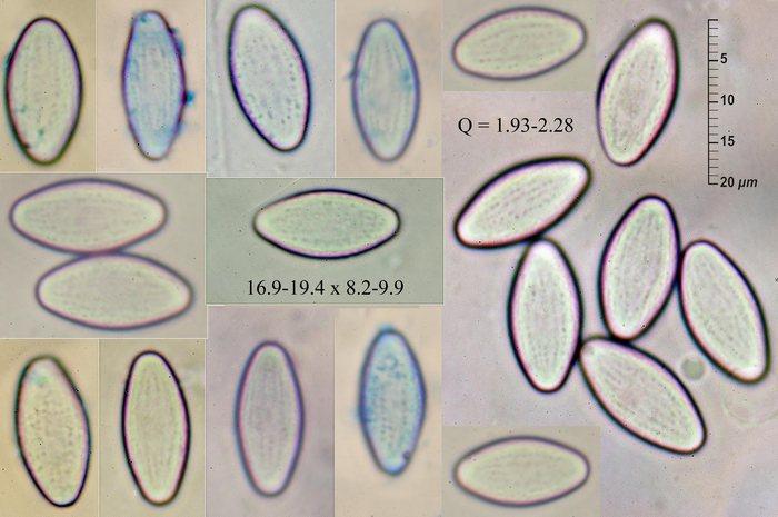 macrostoma