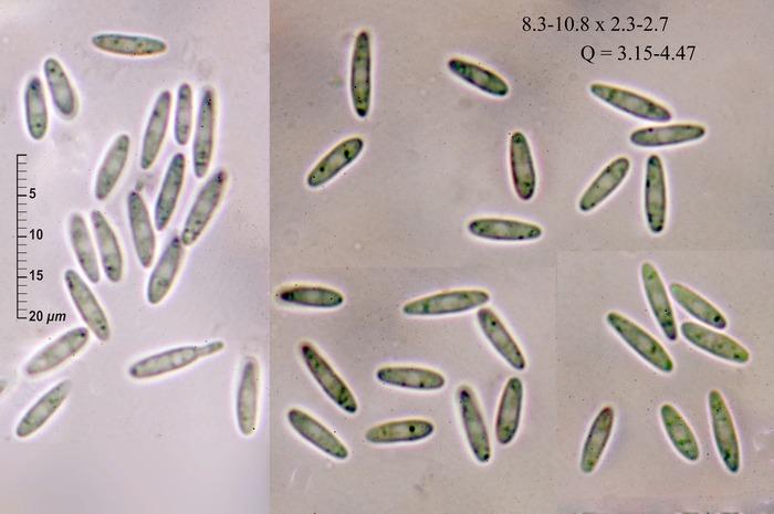 macrostoma