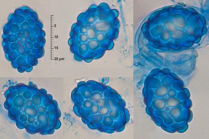 macrostoma