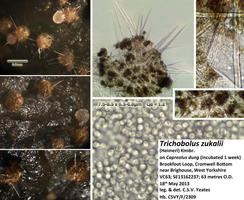 macrostoma