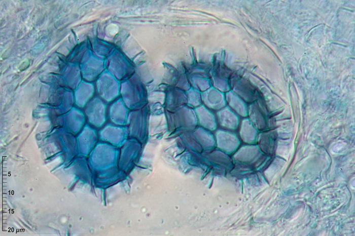 macrostoma