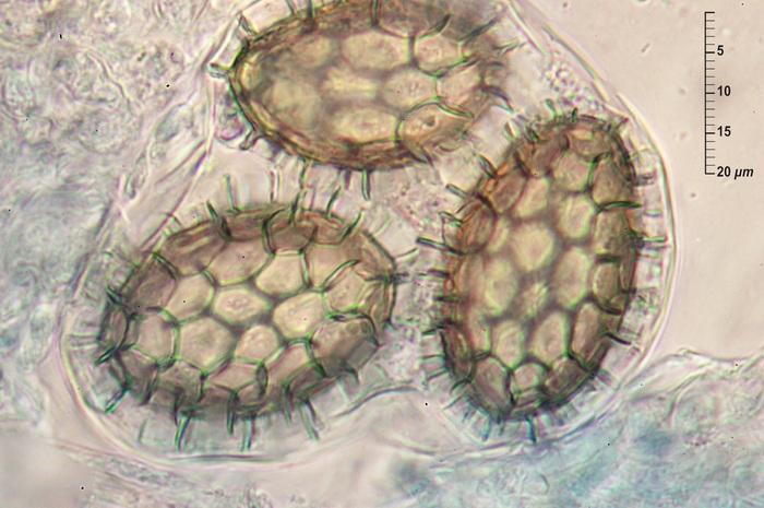 macrostoma