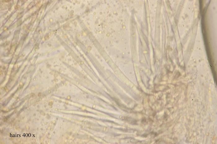 macrostoma