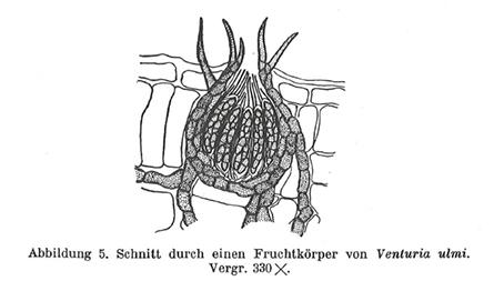 macrostoma