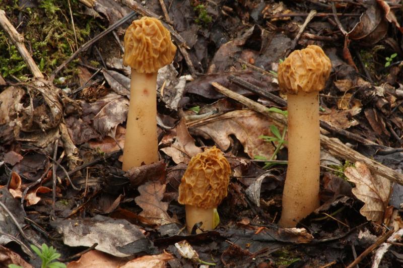 macrostoma