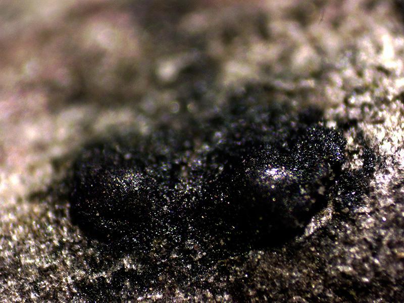 macrostoma
