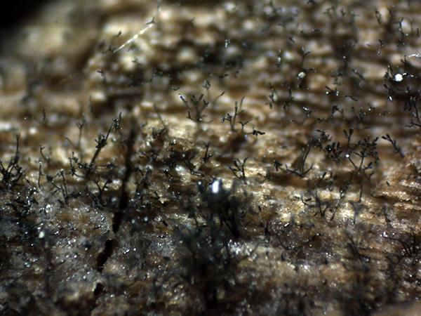 macrostoma