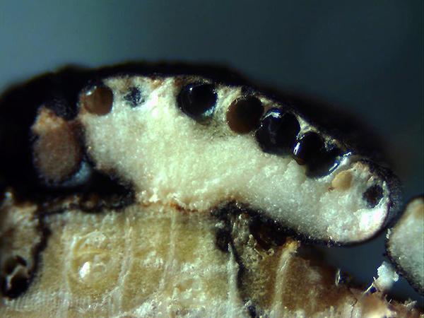 macrostoma