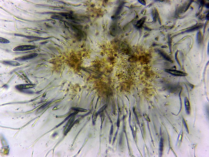 macrostoma