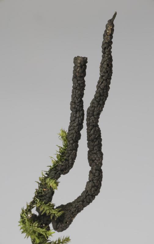 macrostoma