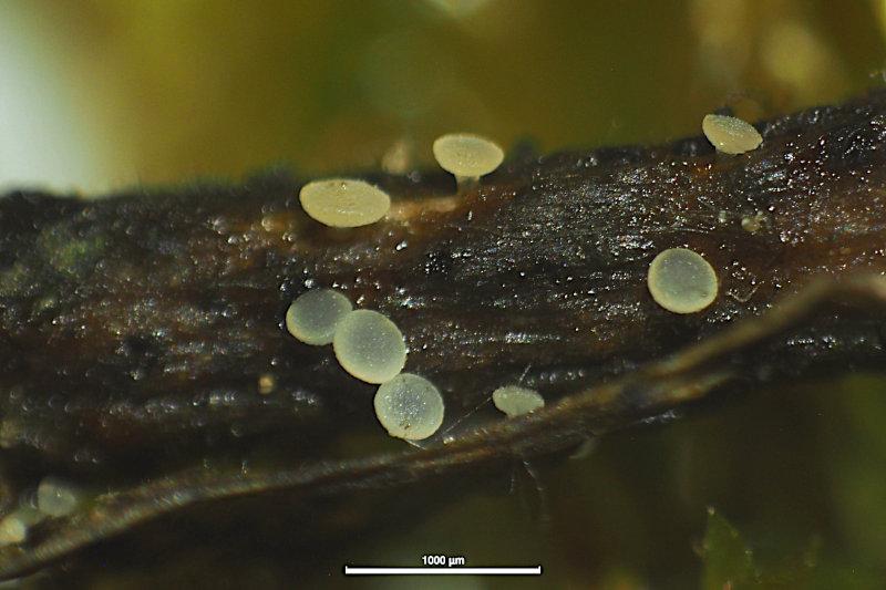macrostoma