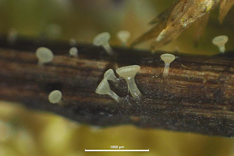 macrostoma