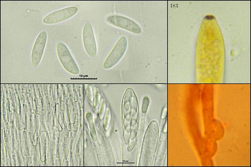 macrostoma