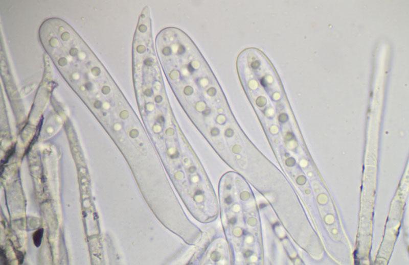 macrostoma