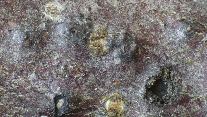 macrostoma