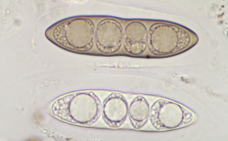 macrostoma