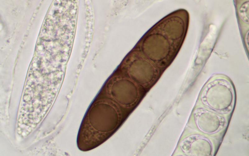 macrostoma