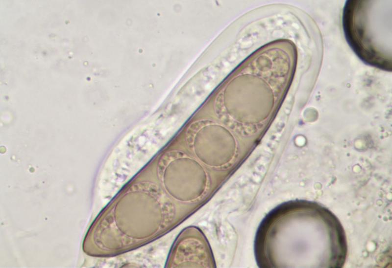 macrostoma