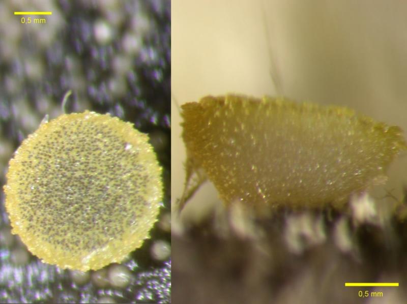 macrostoma
