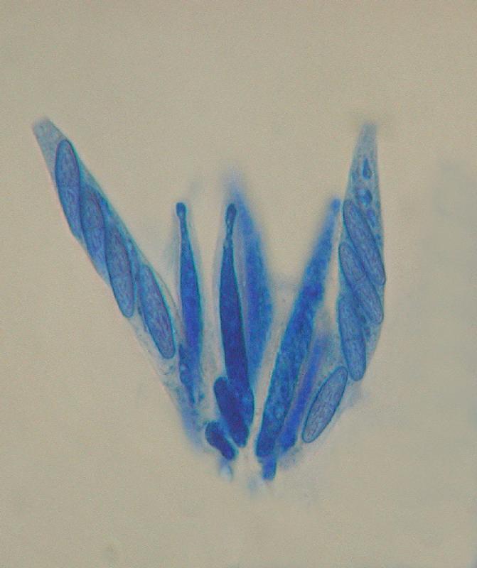 macrostoma