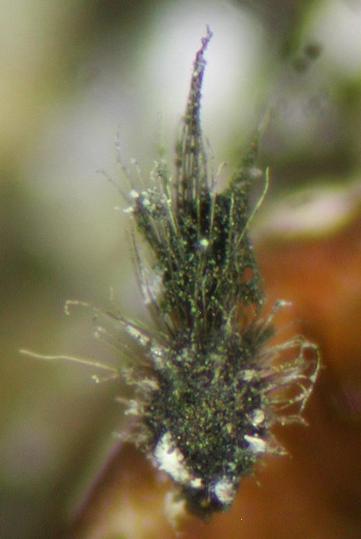 macrostoma