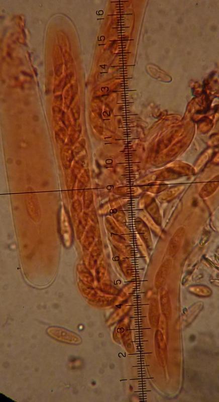 macrostoma
