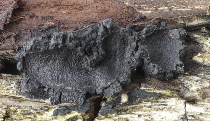 macrostoma