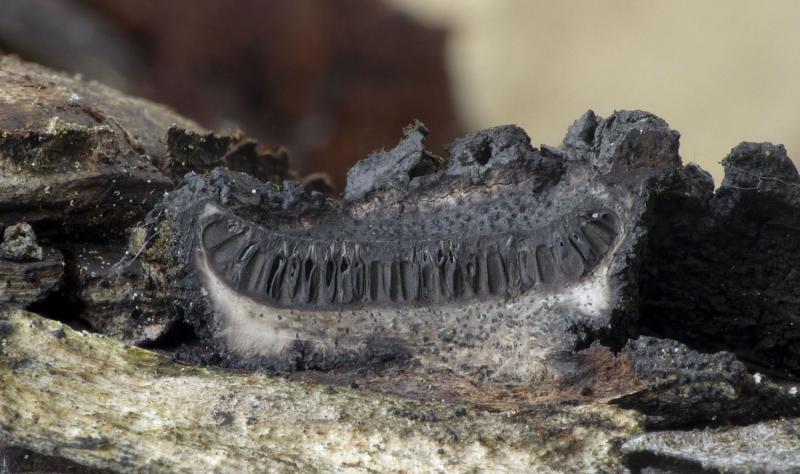 macrostoma
