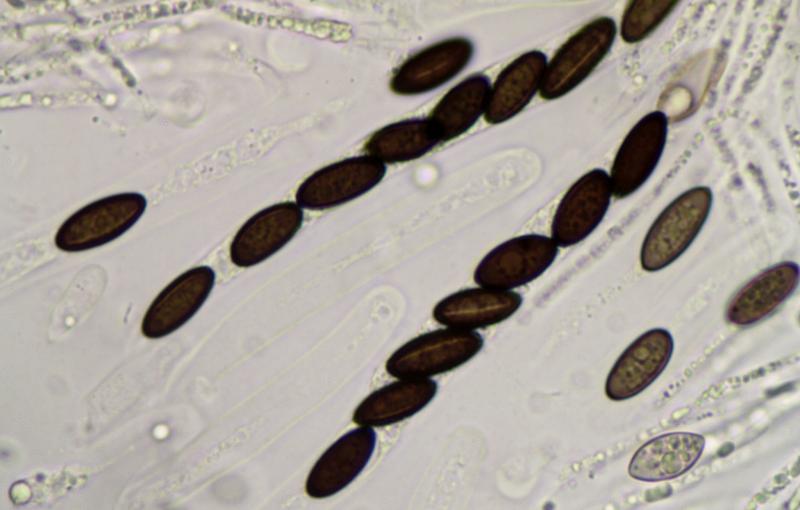 macrostoma