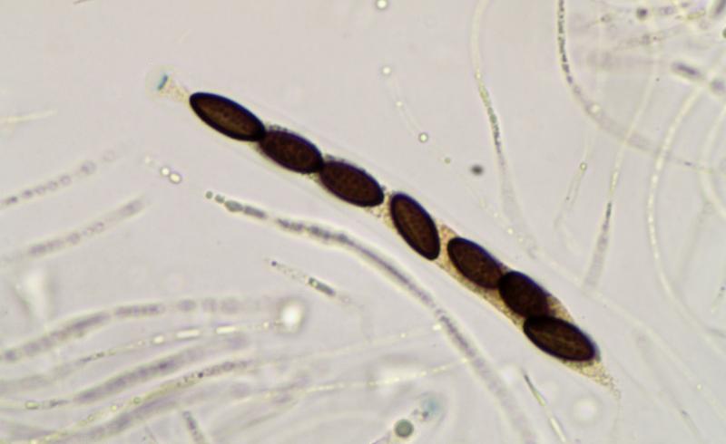 macrostoma