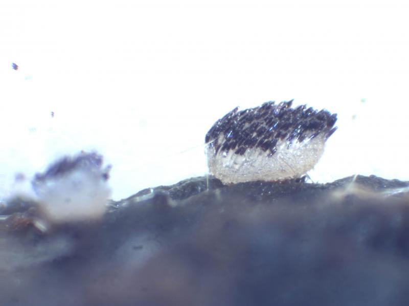 macrostoma