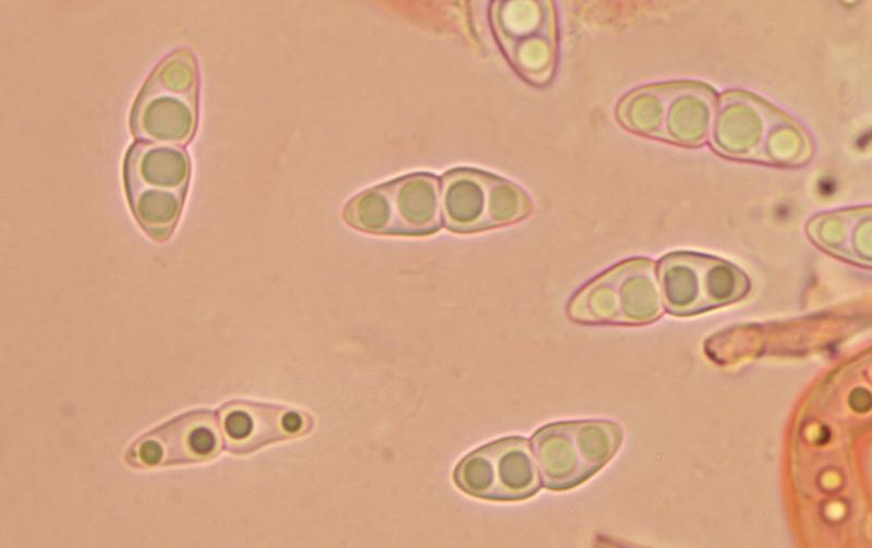 macrostoma