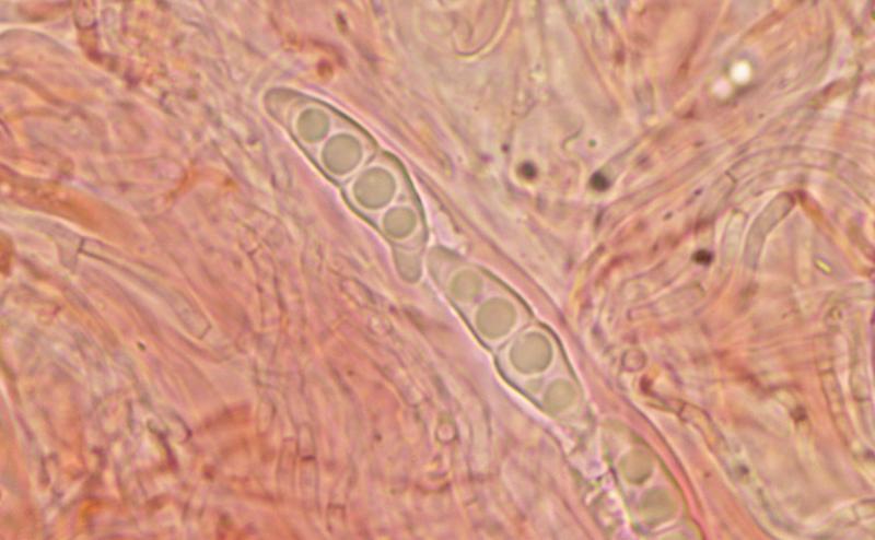 macrostoma