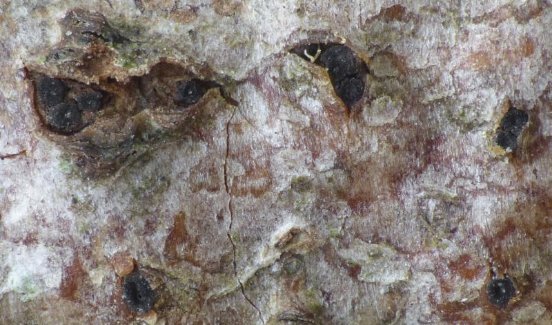 macrostoma