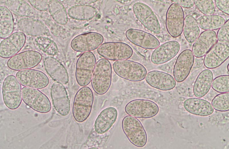 macrostoma