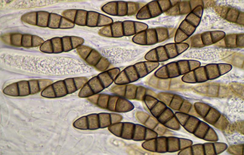 macrostoma