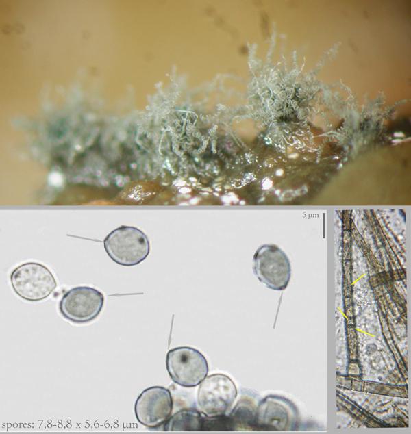 macrostoma