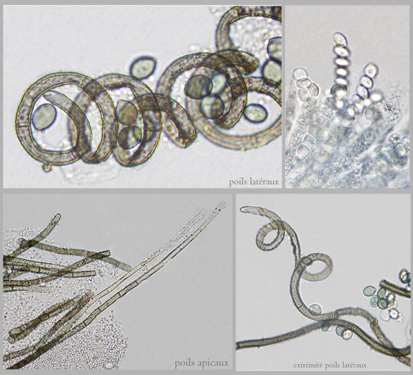 macrostoma