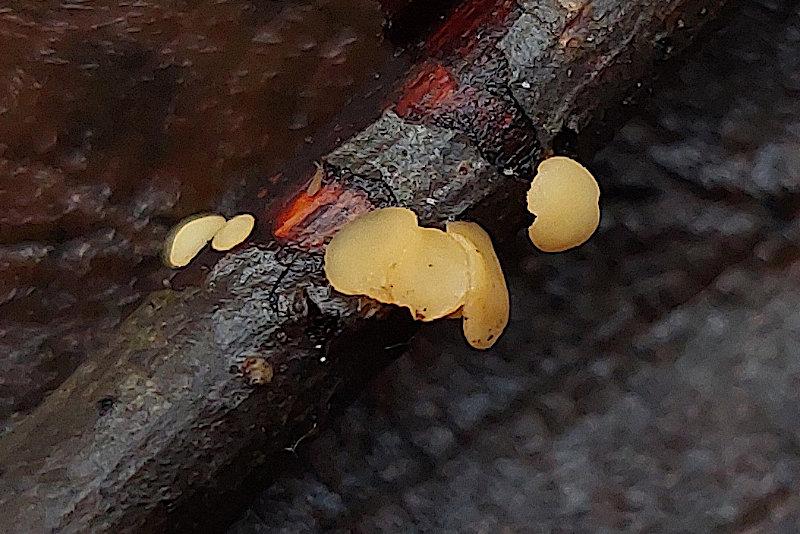 macrostoma