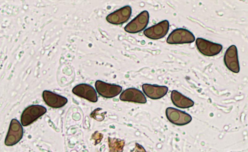 macrostoma