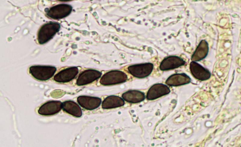 macrostoma