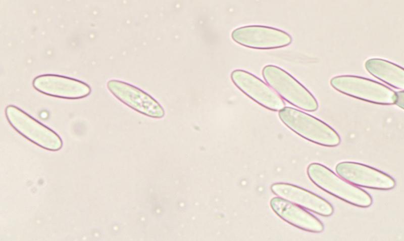 macrostoma